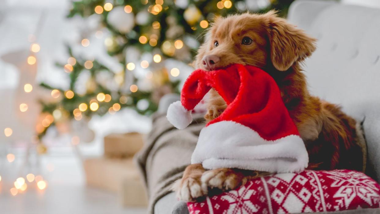 toller retriever in christmas time