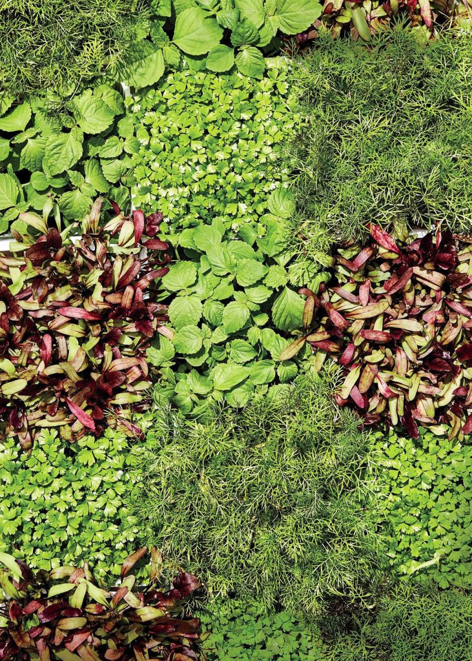 How to Store Vegetables in the Fridge so They Stay Super Fresh