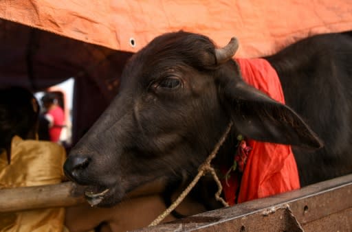 Legend has it that the first sacrifices in Bariyarpur took place centuries ago when the Hindu goddess Gadhimai appeared to a prisoner in a dream and asked him to establish a temple to her