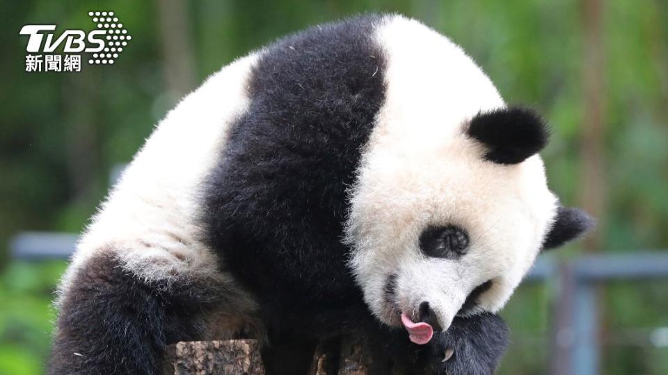 日本東京上野動物園超萌的動物明星「香香」。（圖／達志影像美聯社）