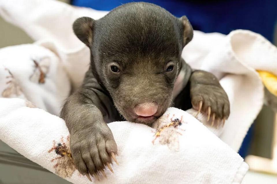 A baby sloth bear born in December, 2023 at Zoo Miami.