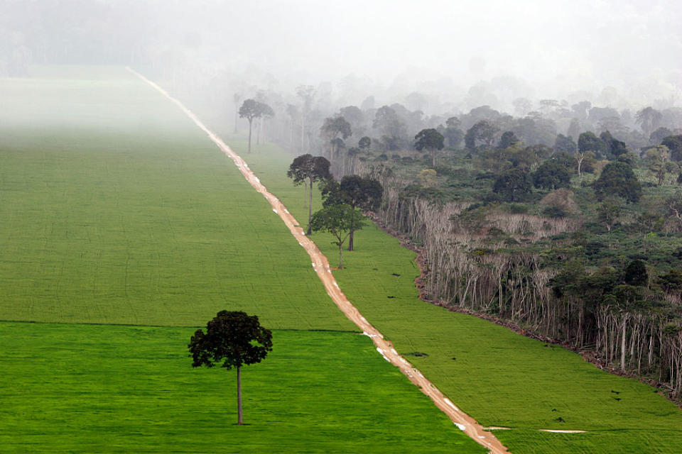 Regenwälder müssen großflächigen Soja-Plantagen weichen (Bild: Getty Images)