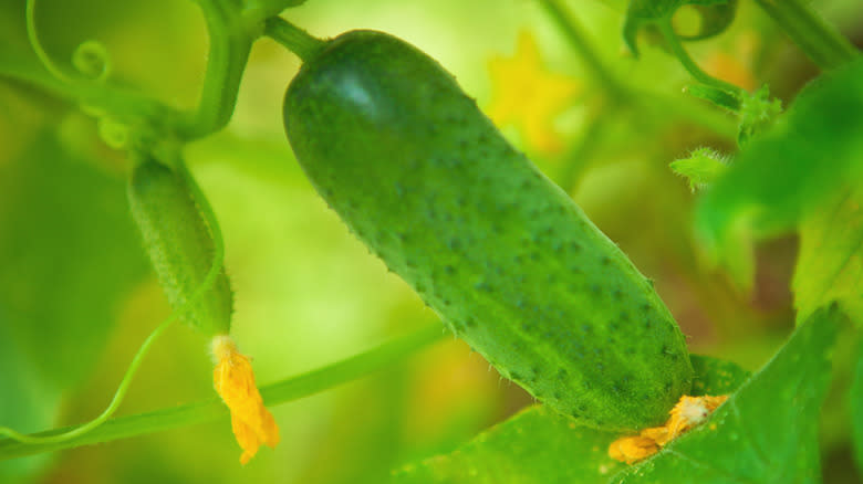 cucumber on the vine