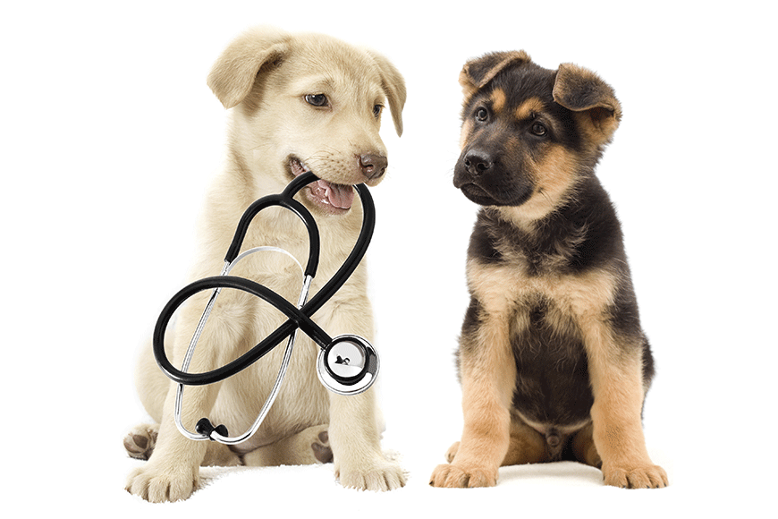 Bad behaviour could be caused by an injury or illness, so keep a close eye on your dog and take them to your vet to make sure this isn't the case.