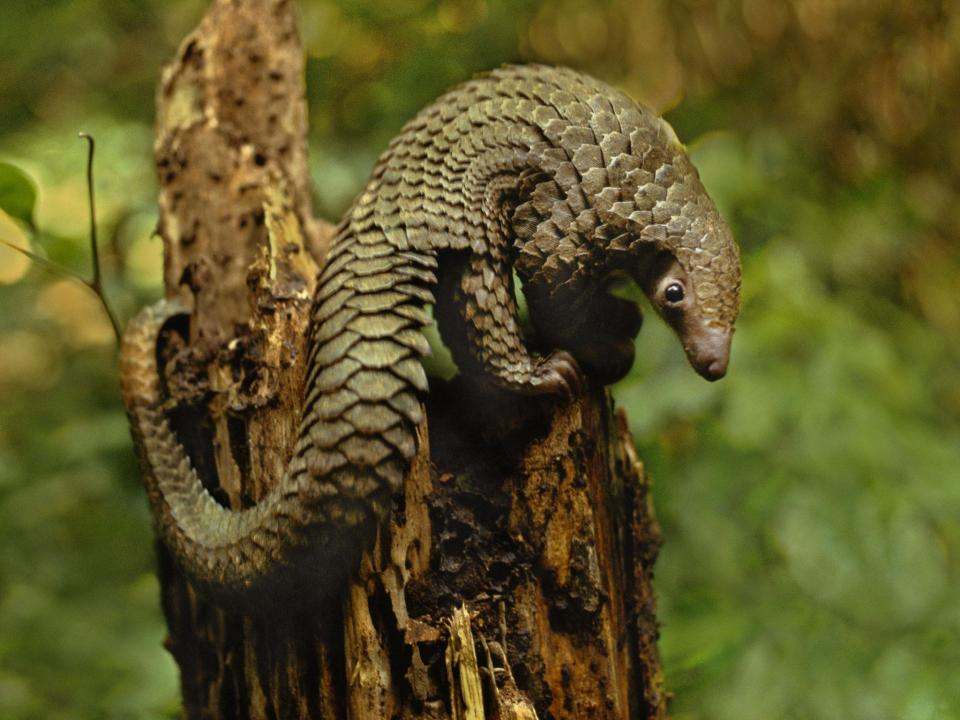A new study conducted by British researchers and Chinese law enforcement found that the Chinese pangolin was in danger of being 