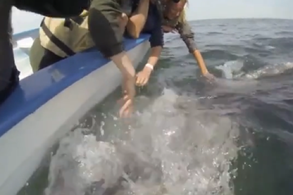 Grey whales seek affection from tourists in Mexico
