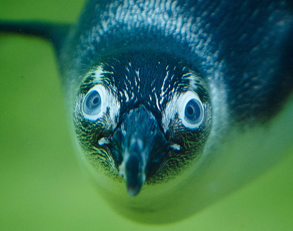 A jackass penguin dives in the zoo in Kronberg near Frankfurt, Germany, Aug.7, 2018. (Photo: Michael Probst/AP)