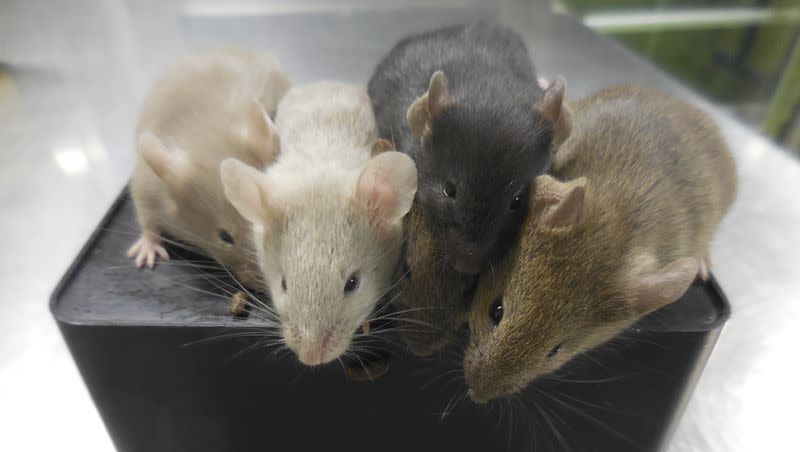 Mice used in a medical study in Japan are pictured in September 2021. Unrelated researchers in Texas have shown that injecting a hormone into drunk mice accelerates their recovery.