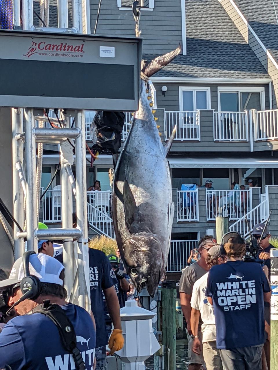 The third place tuna caught by Steve Noel on Reel Estate on Day 3, Wednesday, Aug. 10, 2022 of White Marlin Open.