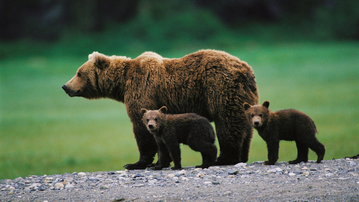  Brown bear (Ursus arctos) and two cubs side by side, spring. 