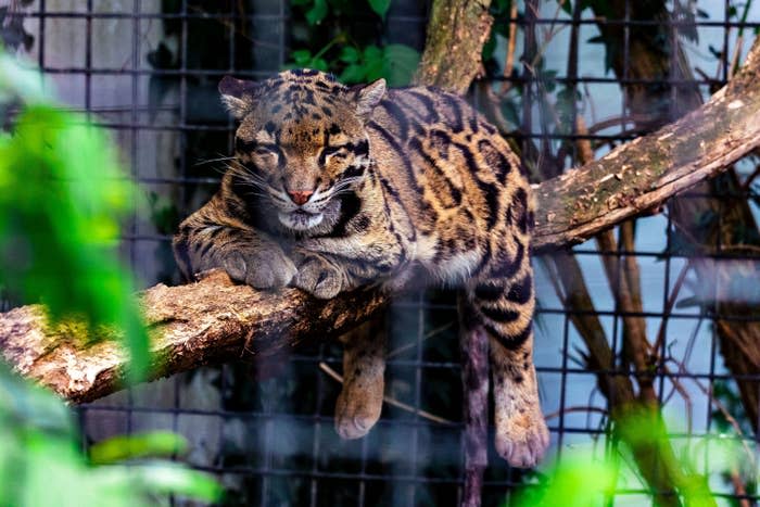 Not the clouded leopard at the Dallas Zoo, but a photo of a clouded leopard, so you know what to look for.