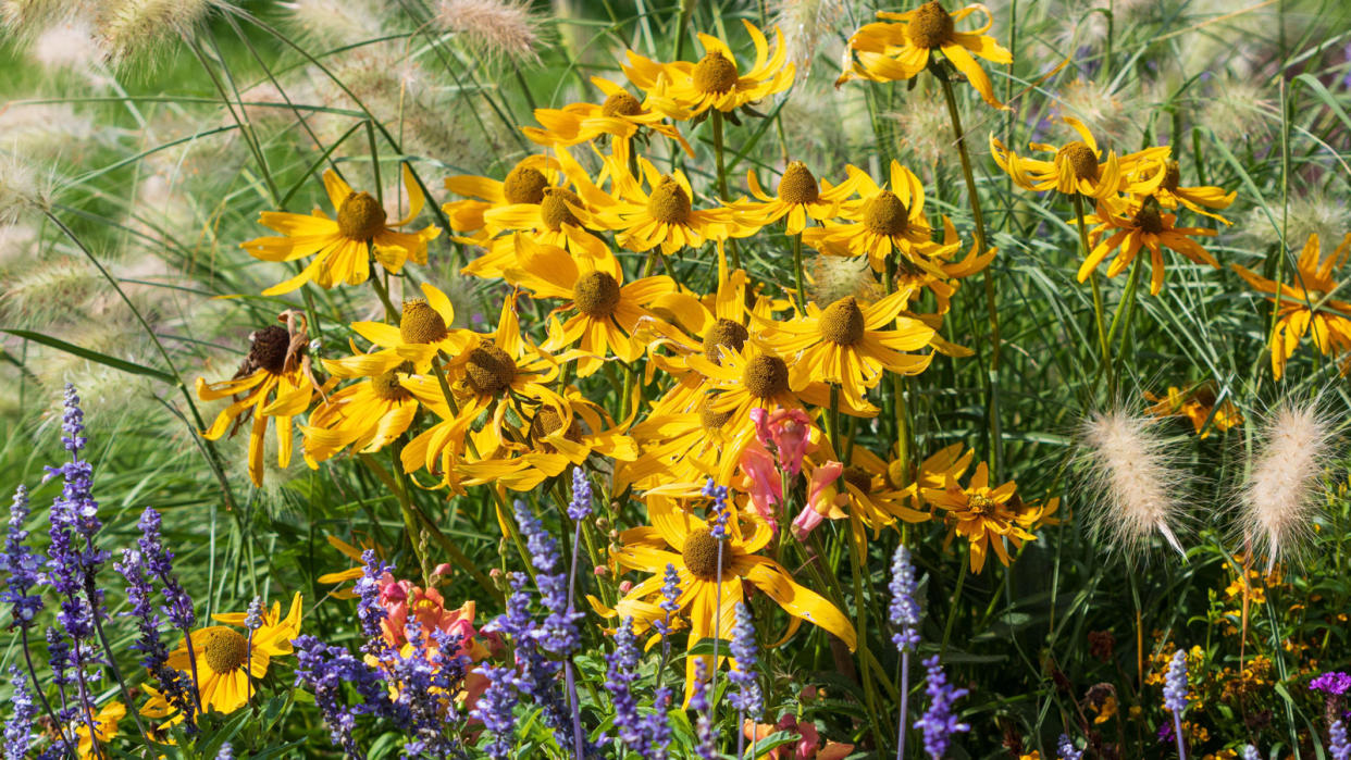  Yellow coneflowers blue sage and fountain grasses . 