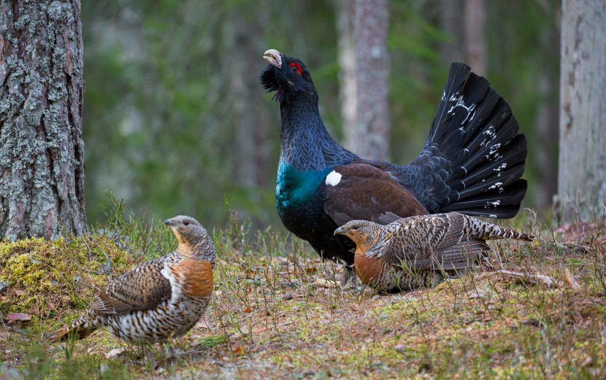 Land managers recorded only 153 male birds at this summer's leks, the areas where they compete for mates, 15 fewer than last year