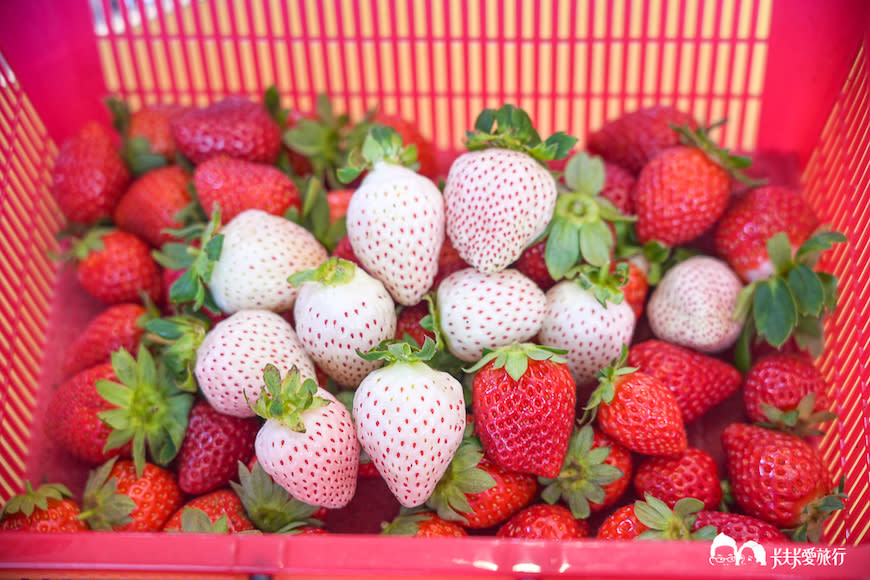 苗栗大湖｜滿意高架牛奶蜜草莓農場