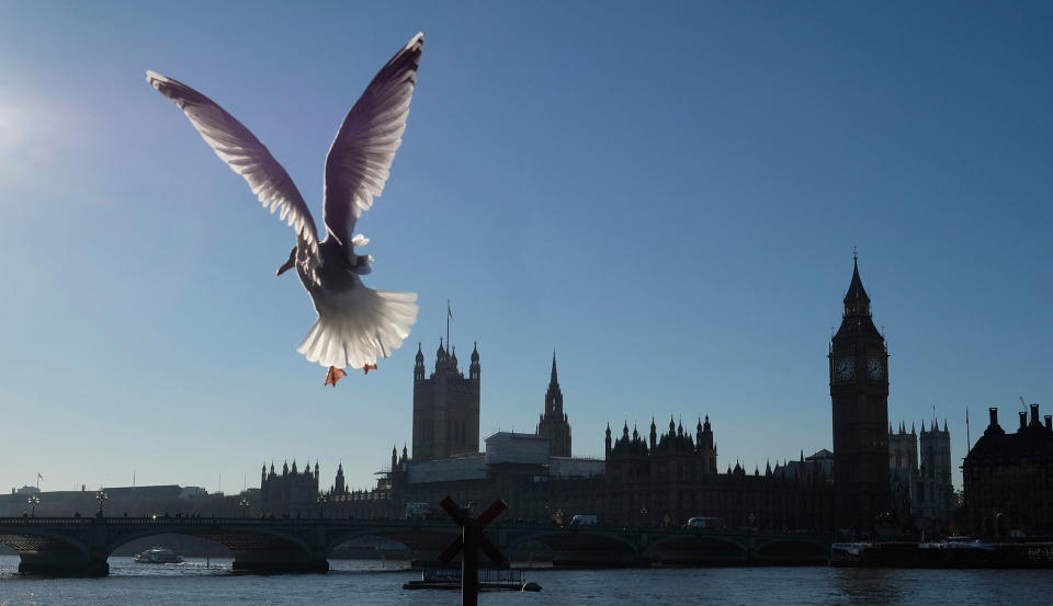 Seagull over the Thames