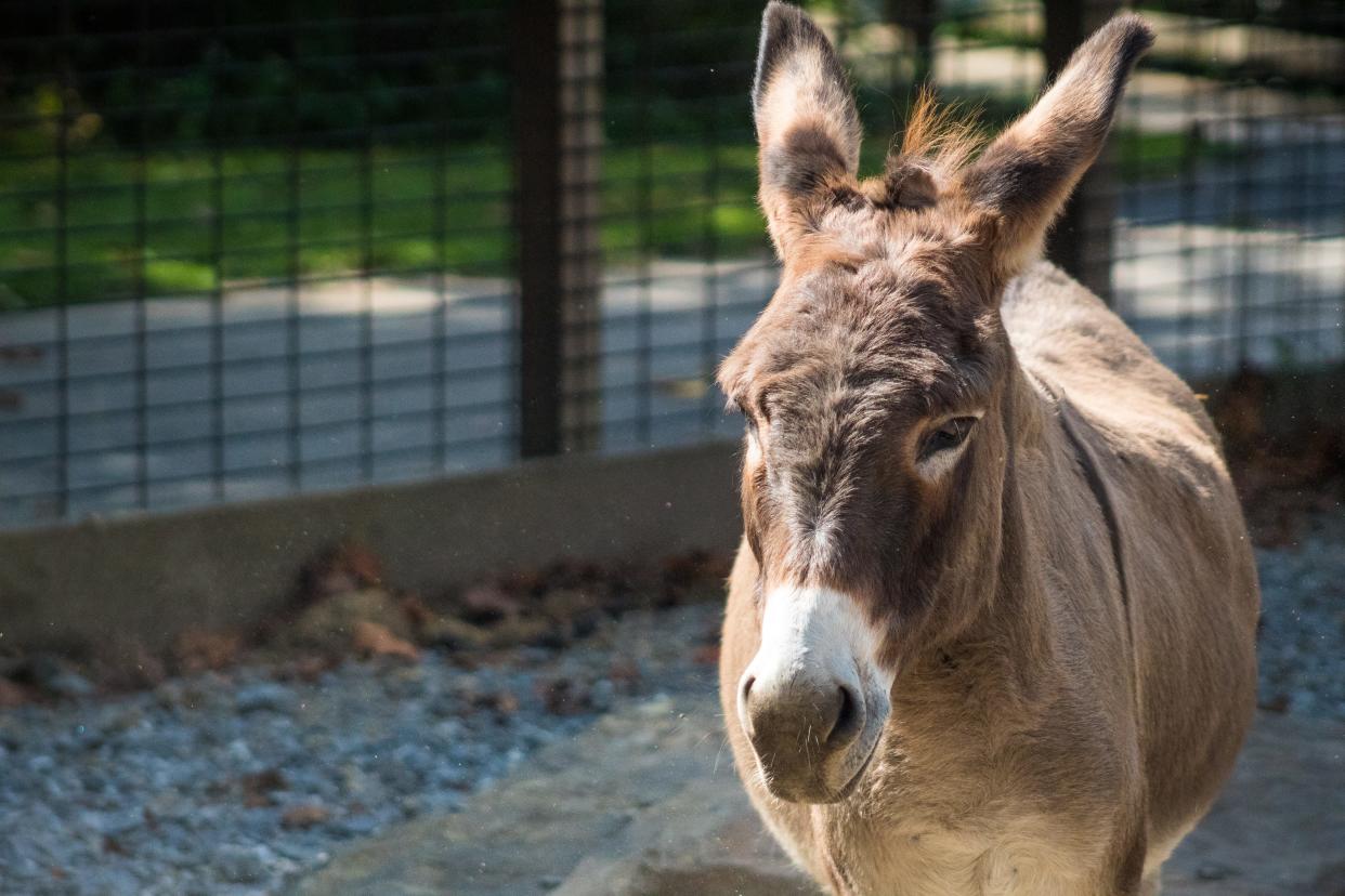 Eeyore, a Sicilian donkey at the Western North Carolina Nature Center in East Asheville. Born in Weaverville in 2001, Eeyore came to the nature center in March 2002. He's been at the barn longer than any other nature center animal.