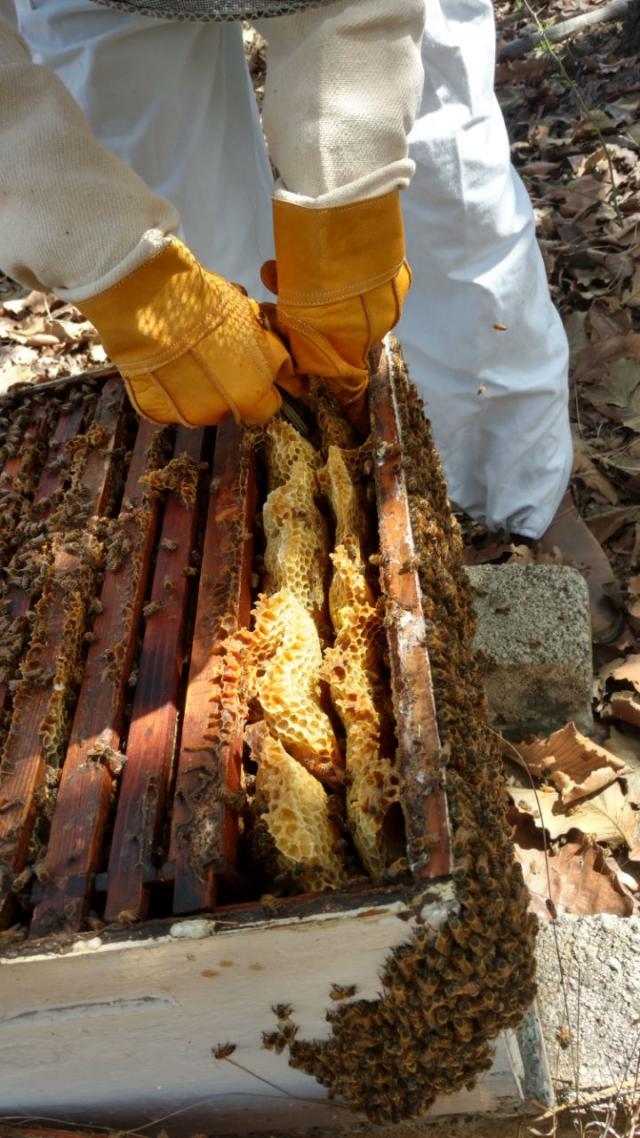 Producción de cera y panales de abejas - Ocio educativo en la naturaleza