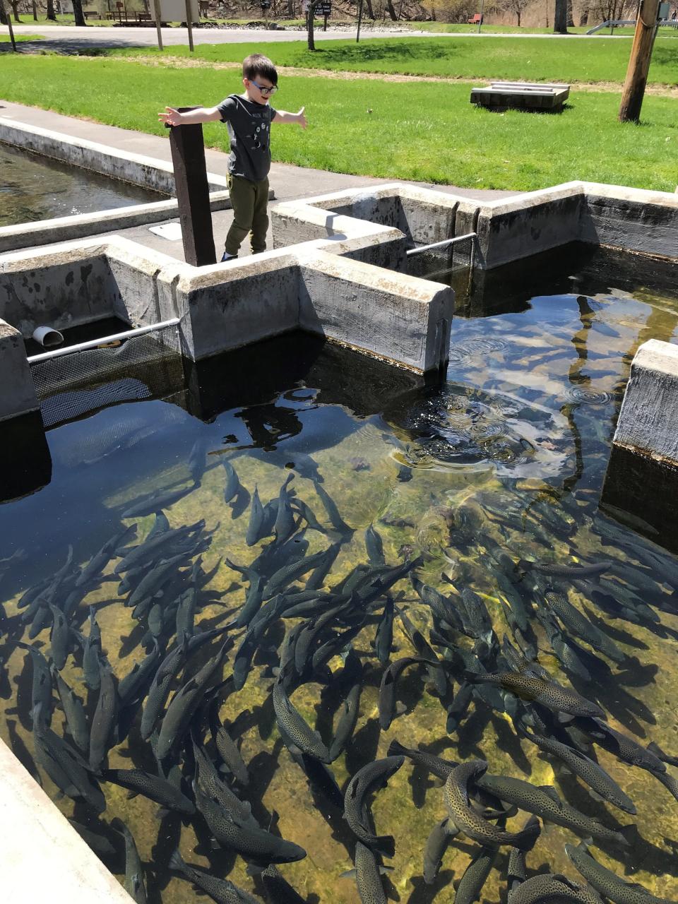 Reporter Victoria Freile's son Joe feeds trout at the Fish Hatchery at Powder Mills Park in Perinton.