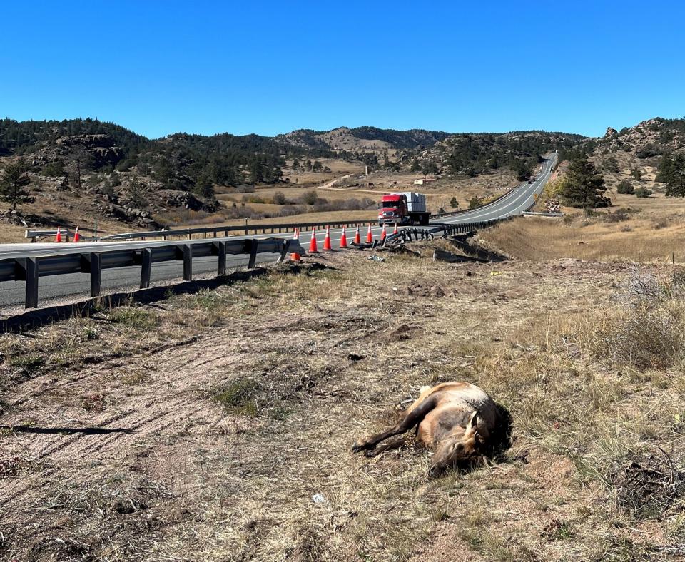 An elk lies dead after being struck by a vehicle along U.S. Highway 287 in northern Larimer County on Oct. 19.