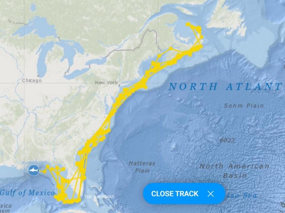 The track of Keji, since the white shark was tagged by OCEARCH in 2021.