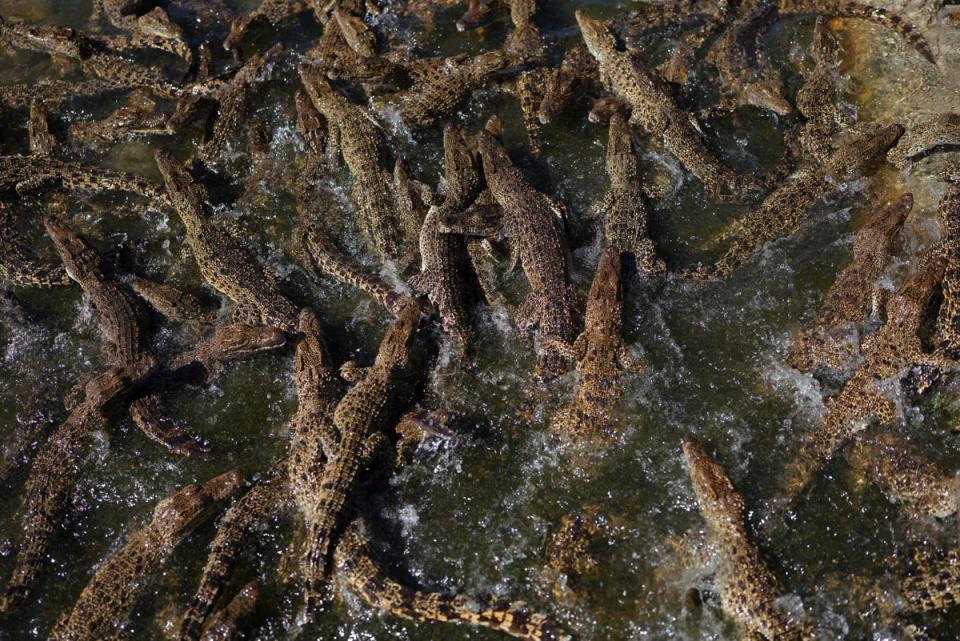 Cuban crocodiles swim at the Zapata hatchery (Reuters)