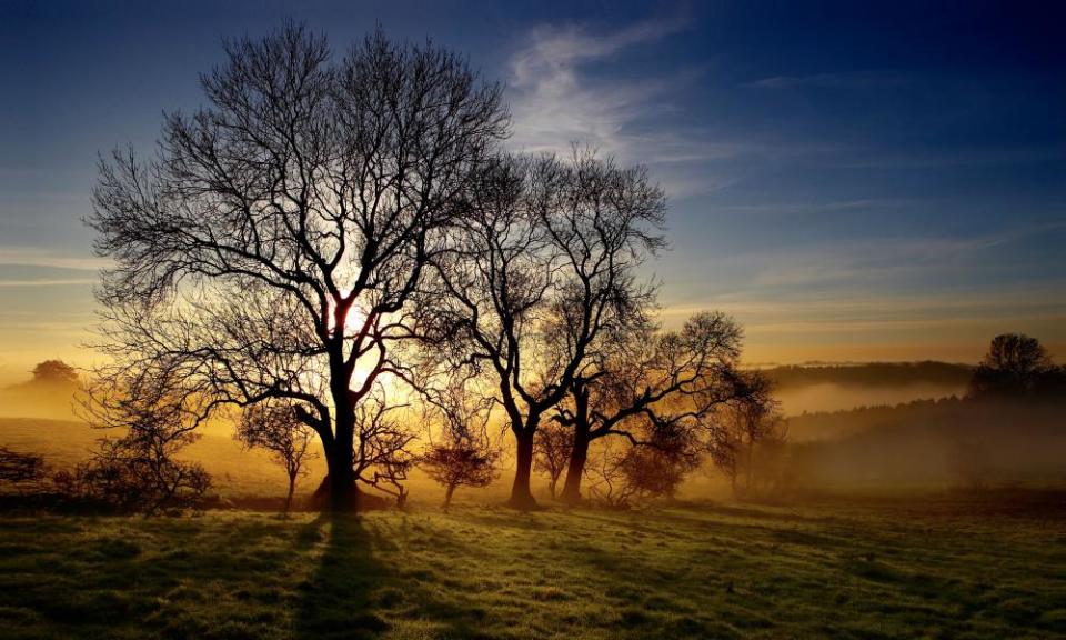 Late afternoon sunlight shines through an ash tree on a cold day