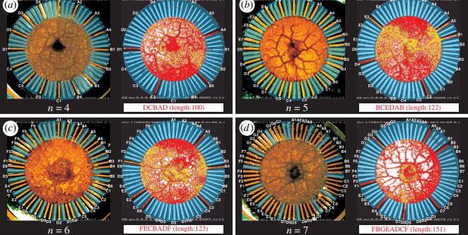 Photo credit: Royal Society Open Science