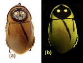 Una especie que fue descubierta recientemente ha podido extinguirse poco después de conocerse. Se trataba de una <b>cucaracha "fosforita"</b>. El término técnico es bioluminiscente. Lo que Lucihormetica luckae hacía era alojar en unas pequeñas hendiduras de su caparazón a bacterias capaces de producir luz.