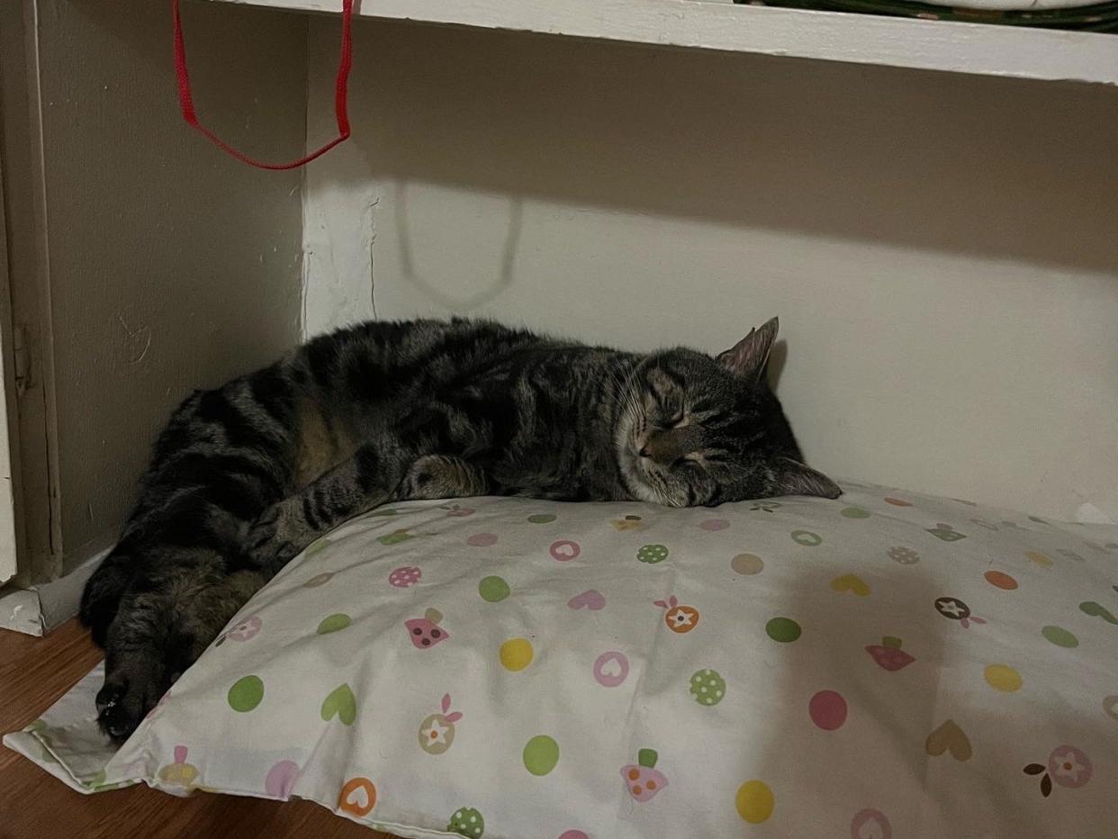 Fishtopher the cat sleeping on a pillow in a closet