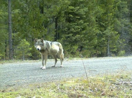 2015 02 26T000052Z 1 LYNXMPEB1O11A RTROPTP 2 USA OREGON WOLF.JPG