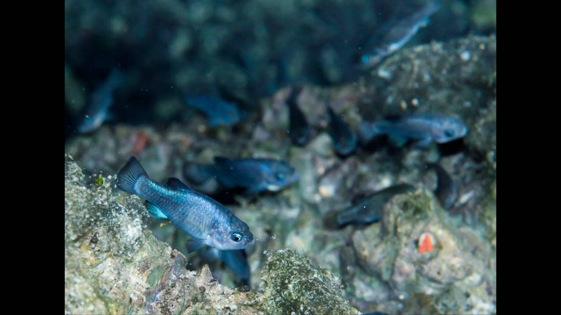 The “inch-long, iridescent blue fish,” is only found in “a single cavern on the Ash Meadows National Wildlife Refuge in Nye County, Nevada, near California’s Death Valley,” according to the National Wildlife Federation.