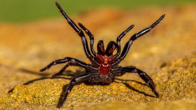 brazilian wandering spider fangs