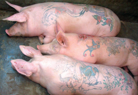 Biker pigs