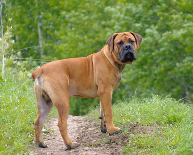 19 Fila brasileiro ideas  mastiffs, dogs, dog breeds