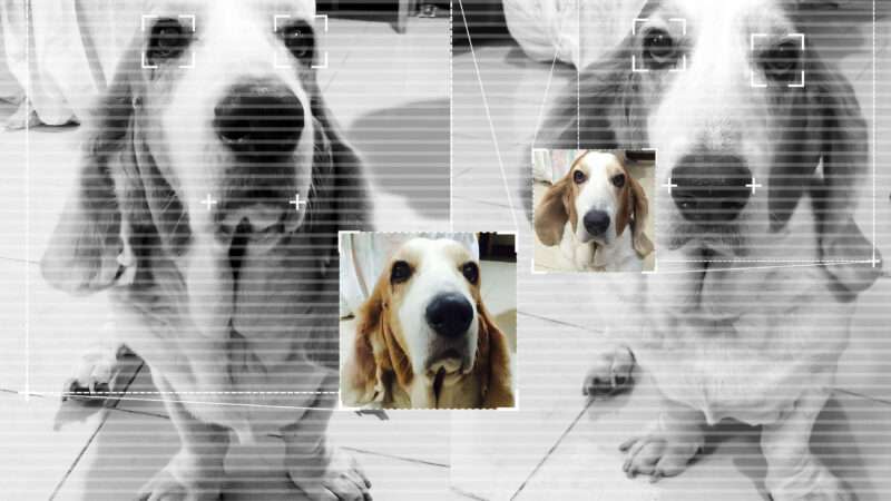 A basset hound as seen through a digital display using facial recognition.