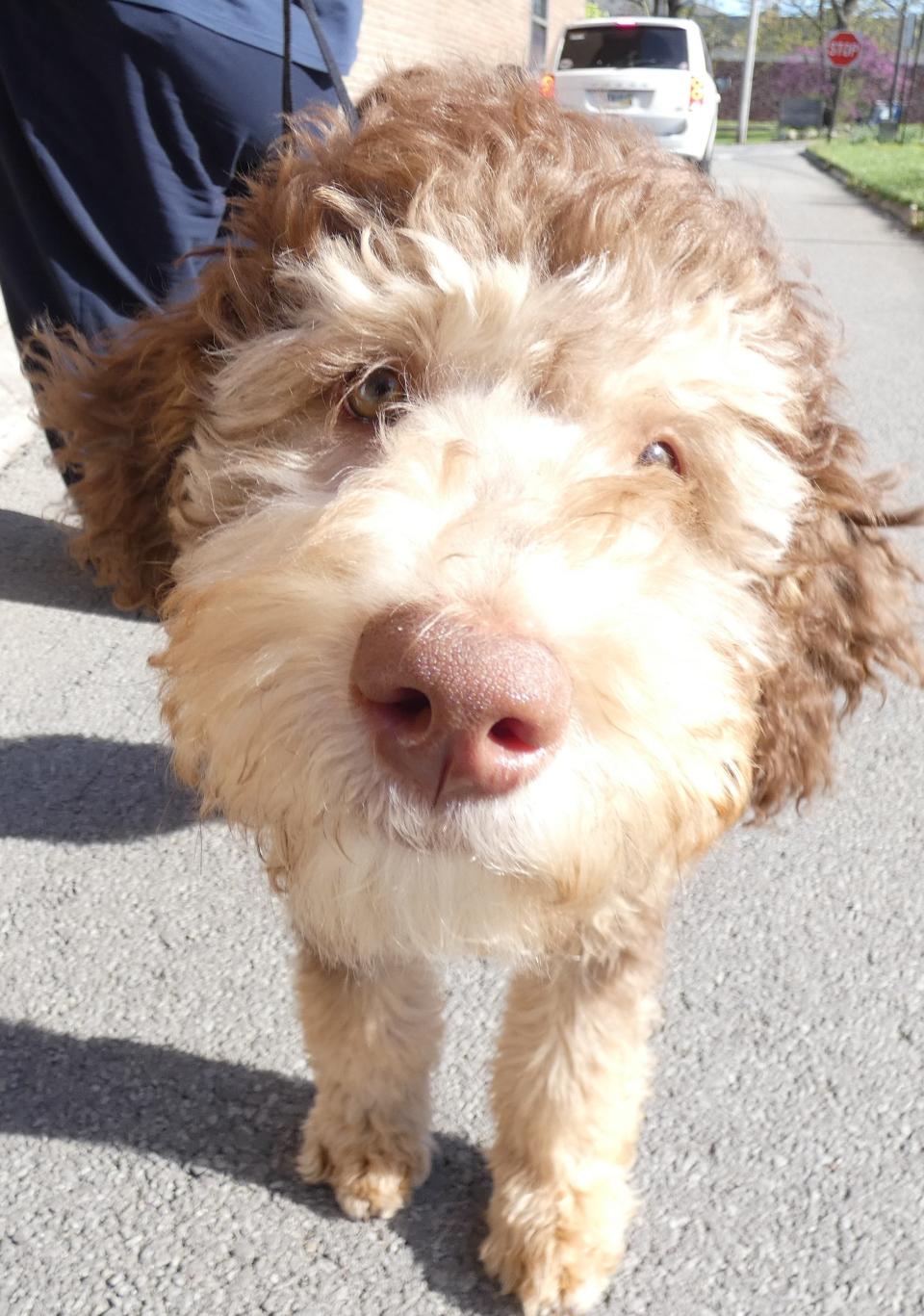 Charlie, a double-doodle, has joined the Bucyrus Police Department staff. Once he's old enough, the puppy will be trained to serve as a therapy dog.