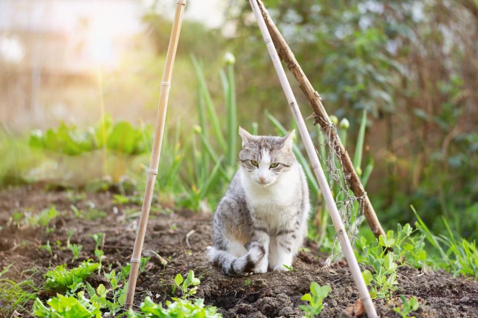 Tabby cat with white spots in garden,, sitting under bamboo plant supports.