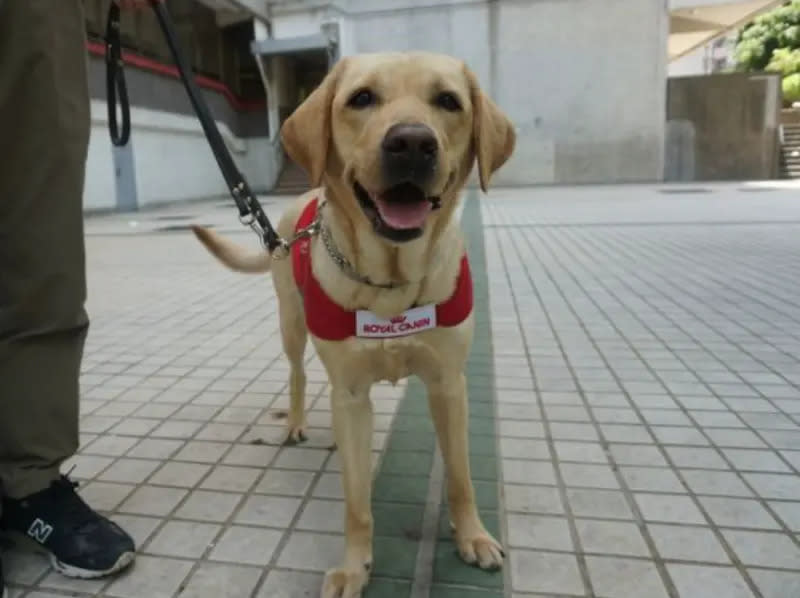 ▲導盲犬Funny日前在香港將軍澳康城商場倒地不起，後續送醫搶救不治。（圖／取自香港導盲犬服務中心臉書）