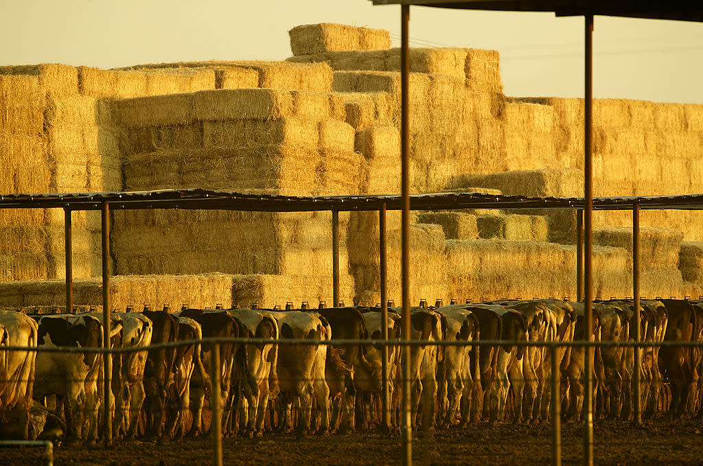 Dairy cattle line up to feed on Aug. 12, 2004, near the town of Lamont, southeast of Bakersfield, California. (Photo by David McNew/Getty Images)