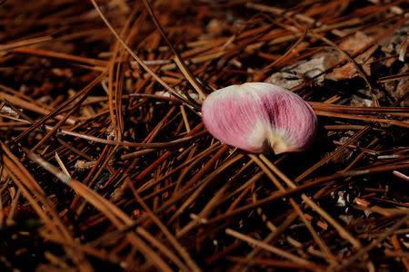 A fallen pink dogwood flower petal lies in the pine straw near the 8th hole during the 2017 Masters at Augusta National Golf Club in Augusta, Georgia, U.S. April 4, 2017. REUTERS/Jonathan Ernst