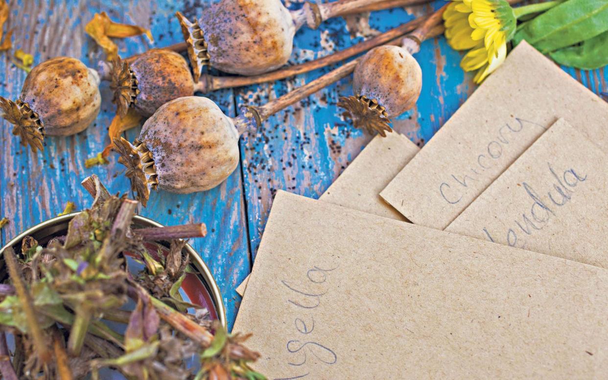 how to collect seeds what to sow when each season tips - Marianne Majerus