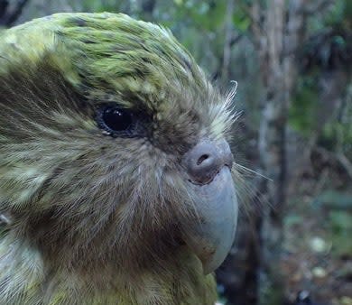 A close up of a female bird named Solstice. Solstice is one of New Zealand’s largest female kākāpōs, often weighing 4.5 pounds, even without the help of supplementary feeding. CREDIT: DOC.