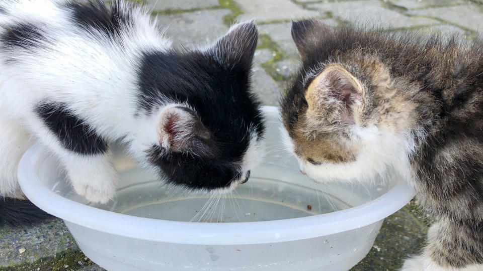 Two kittens drinking from a water bowl