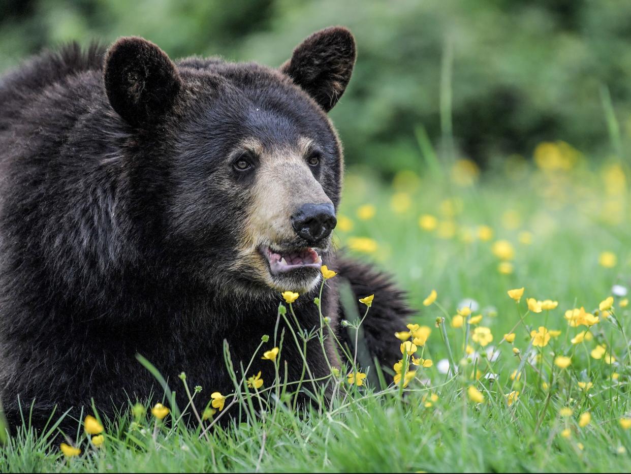 A female Baribal American black bear (AFP via Getty Images)