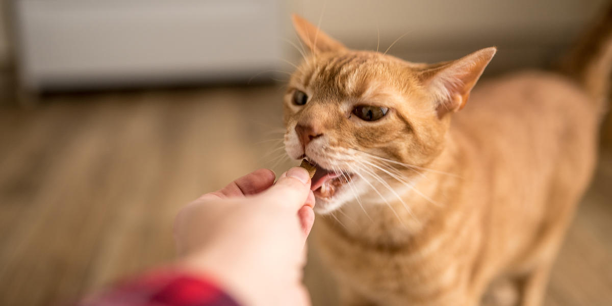 5 best cat treats for a happy, healthy pet