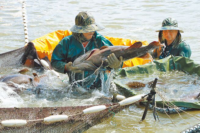 中國大陸禁止我國石斑魚輸入，農委會規畫用4000萬來行銷及獎勵，同時規畫政策性農業專案貸款加碼、加工凍儲、國內外通路拓展等，共計8億900萬元。圖為合法養殖場抓石斑魚。（本報資料照片）