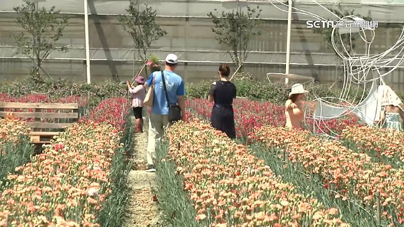 許多遊客都會到康乃馨花田賞花兼買花。