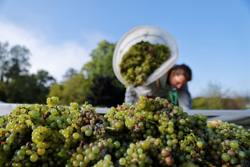 Candles save Grand Cru Chablis as frosts ravage vineyards in Chablis