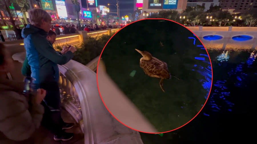An 8 News Now photographer caught the rare Yellow-billed Loon relaxing in the Bellagio fountains Tuesday night. (KLAS)