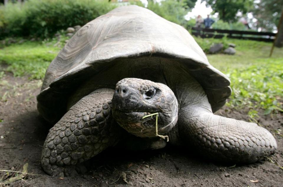 A Galapagos giant tortoise is pictured before its annual weighing at Riga Zoo July 1, 2008. REUTERS